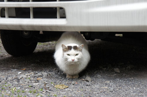 用賀　駐車場　猫