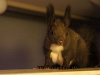 ペリー　エゾリス