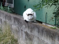 猫　中分け