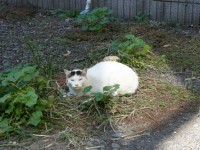 猫　髪型　前髪　中分け