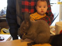 ペリー　エゾリス