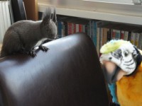 エゾリス　ペリー