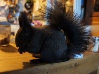 エゾリス　ペリー