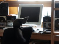 エゾリス　ペリー