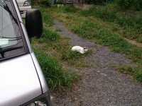 用賀　猫　駐車場