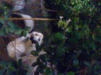 用賀　猫　駐車場