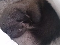 エゾリス　ペリー