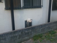 中分け　用賀　猫