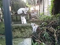 子猫